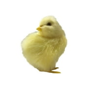 Ongmies Ornament Clearance Easter Simulation Chick Gift Chick Ornament Decoration Simulation Chick Children'S toys Home Decor B