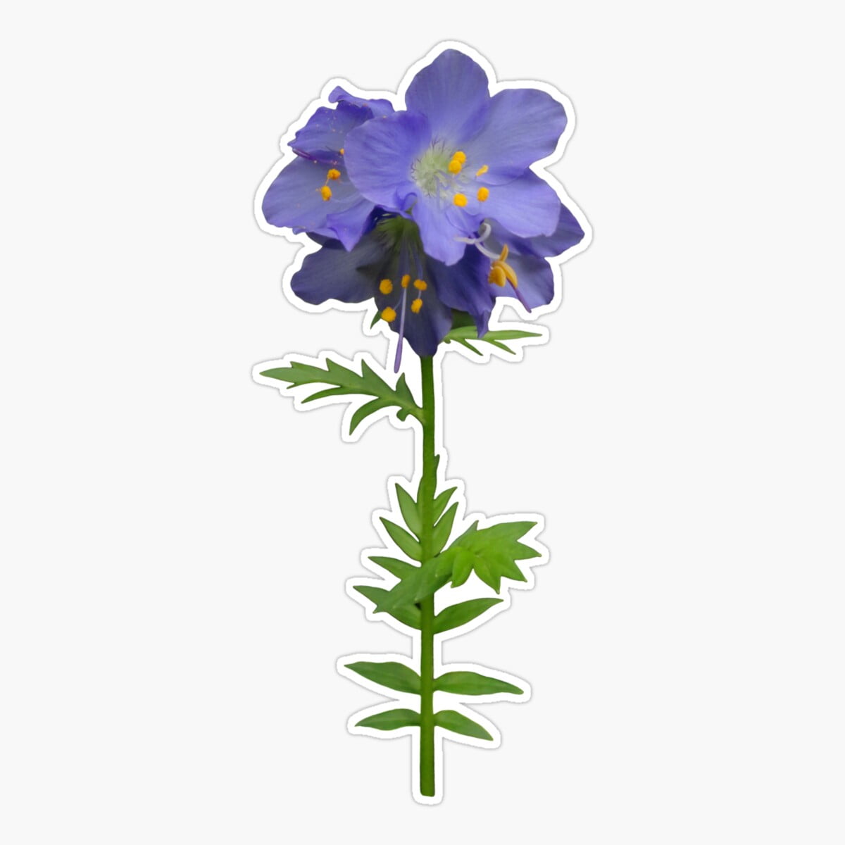 Onim Blue Jacob'S Ladder Flower Sticker, Phone Decal Water Bottle ...