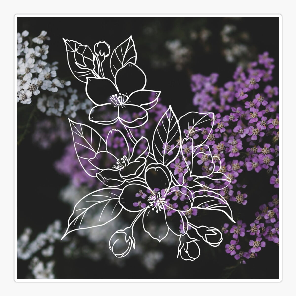 Onim Purple And White Flower Common Yarrow Dark Botanical Sticker ...