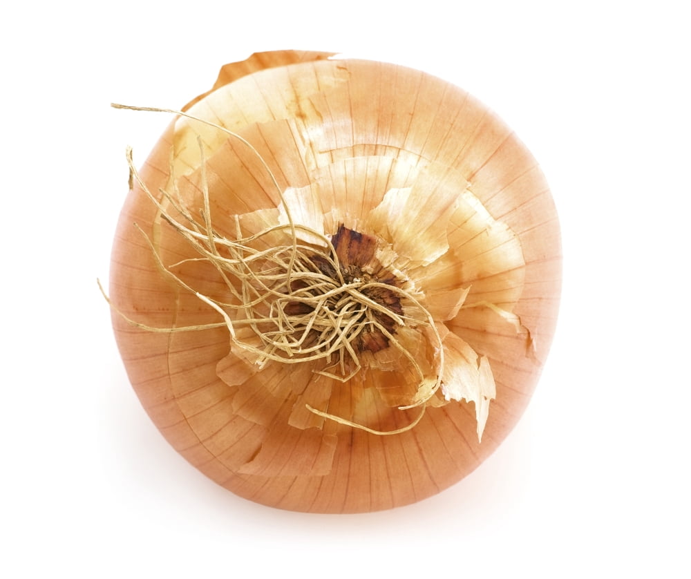 Onion Canvas Art - Chris and Kate Knorr Design Pics (16 x 14)