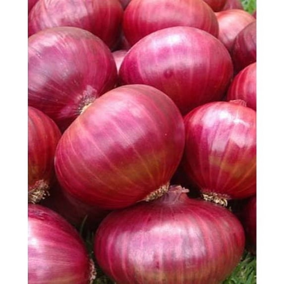 Onion RED Creole Great Heirloom Vegetable 1,200 Seeds