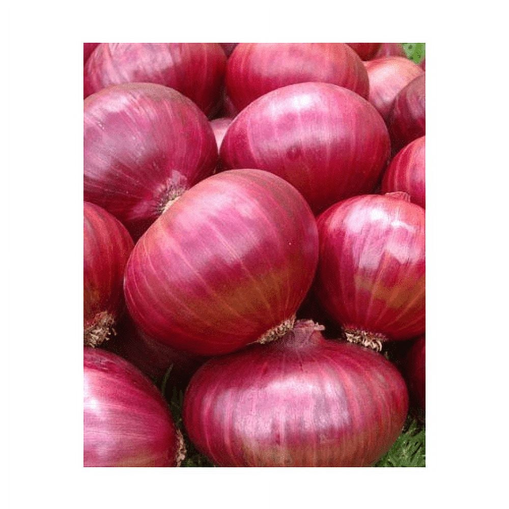 Onion RED Creole Great Heirloom Vegetable Seeds by Seed Kingdom (1 Lb