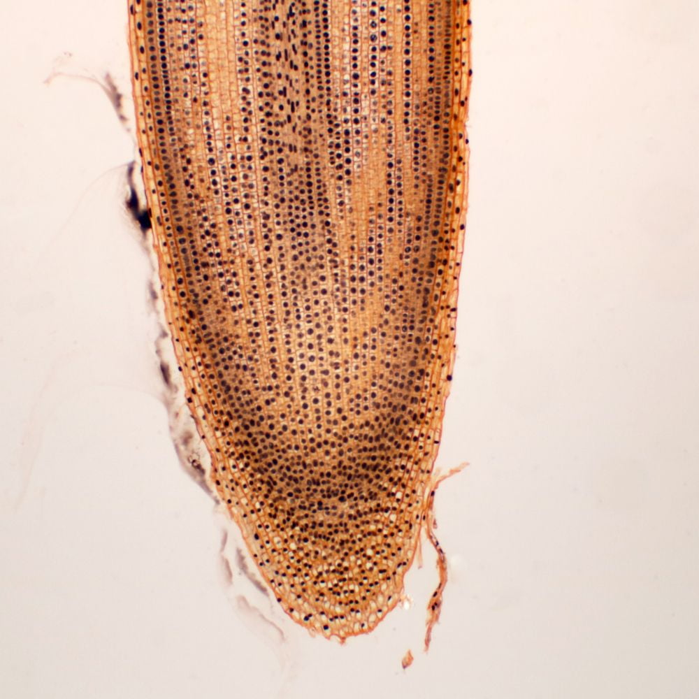 CAROLINA BIOLOGICAL SUPPLY COMPANY Onion Root Tip Slide, L.S., 10 M