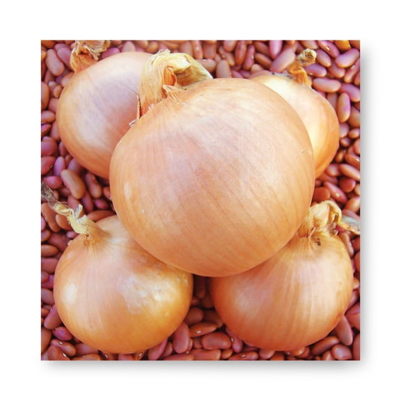 Harris Seeds Sedona F1 Organic Onion, Intermediate Day Bulb Variety, 1,000 Count