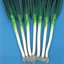 Onion Seeds - Bunching - Ishikura Winter Long - 3 g Packet ~897 Seeds - Non-GMO, Heirloom - Asian Garden Vegetable