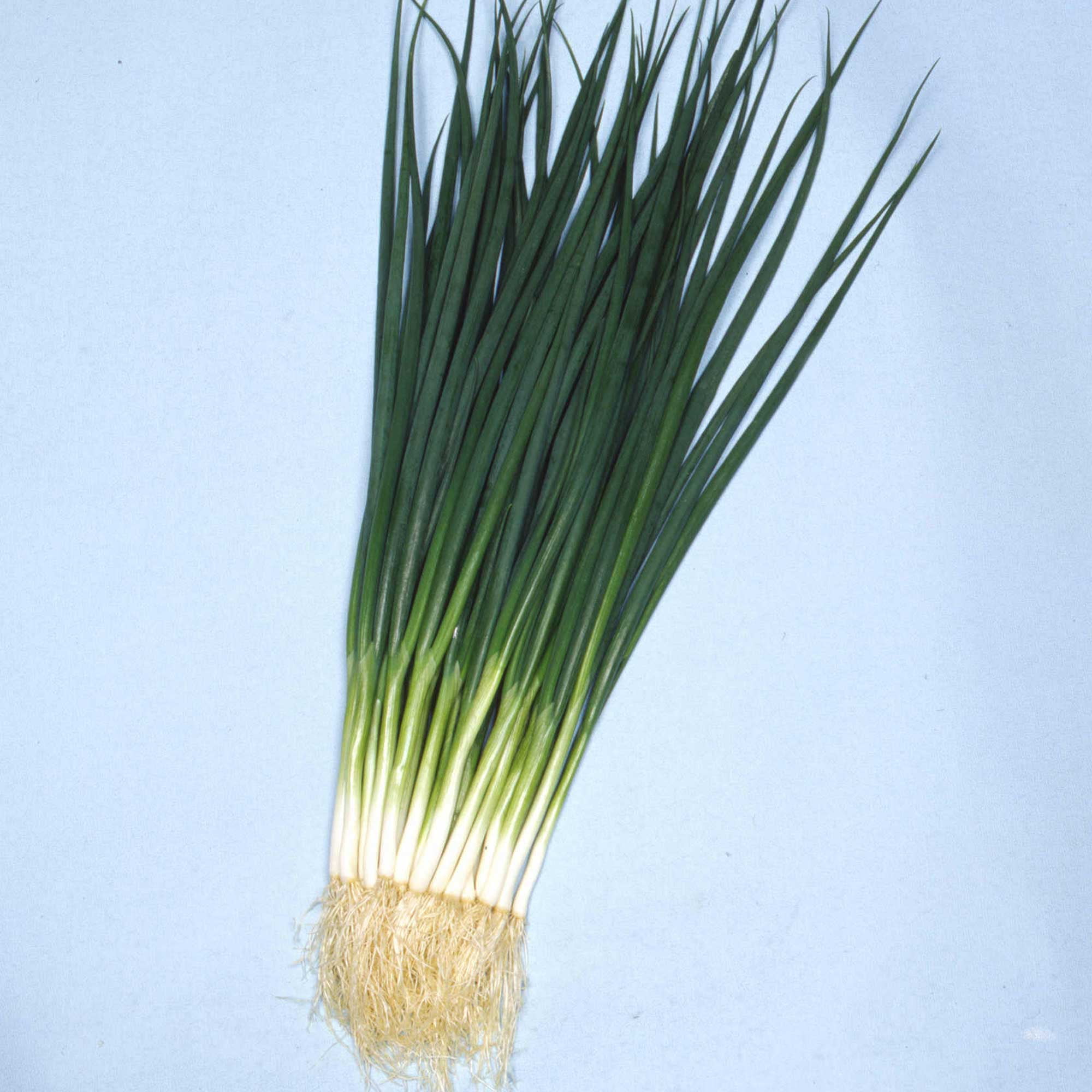 Onion Seeds - Bunching - Kyoto Kujo Negi - 4 Oz ~50500 Seeds - Non-GMO, Heirloom - Asian Garden Vegetable