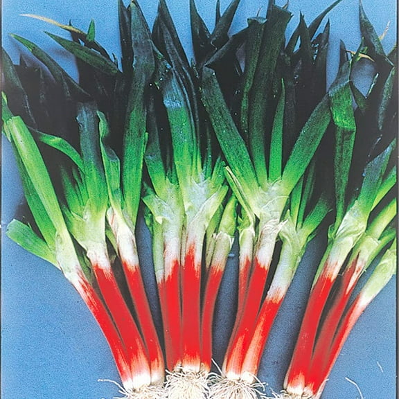 Onion Seeds - Bunching - Red Beard - 3 g Packet ~1404 Seeds - Non-GMO, Heirloom - Vegetable Garden