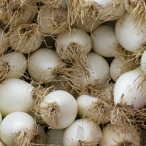 Onion Seeds - Early White Grano PRR - 1 g Packet ~300 Seeds - Allium cepa - Farm & Garden Vegetable Seeds - Non-GMO, Heirloom, Open Pollinated, Annual
