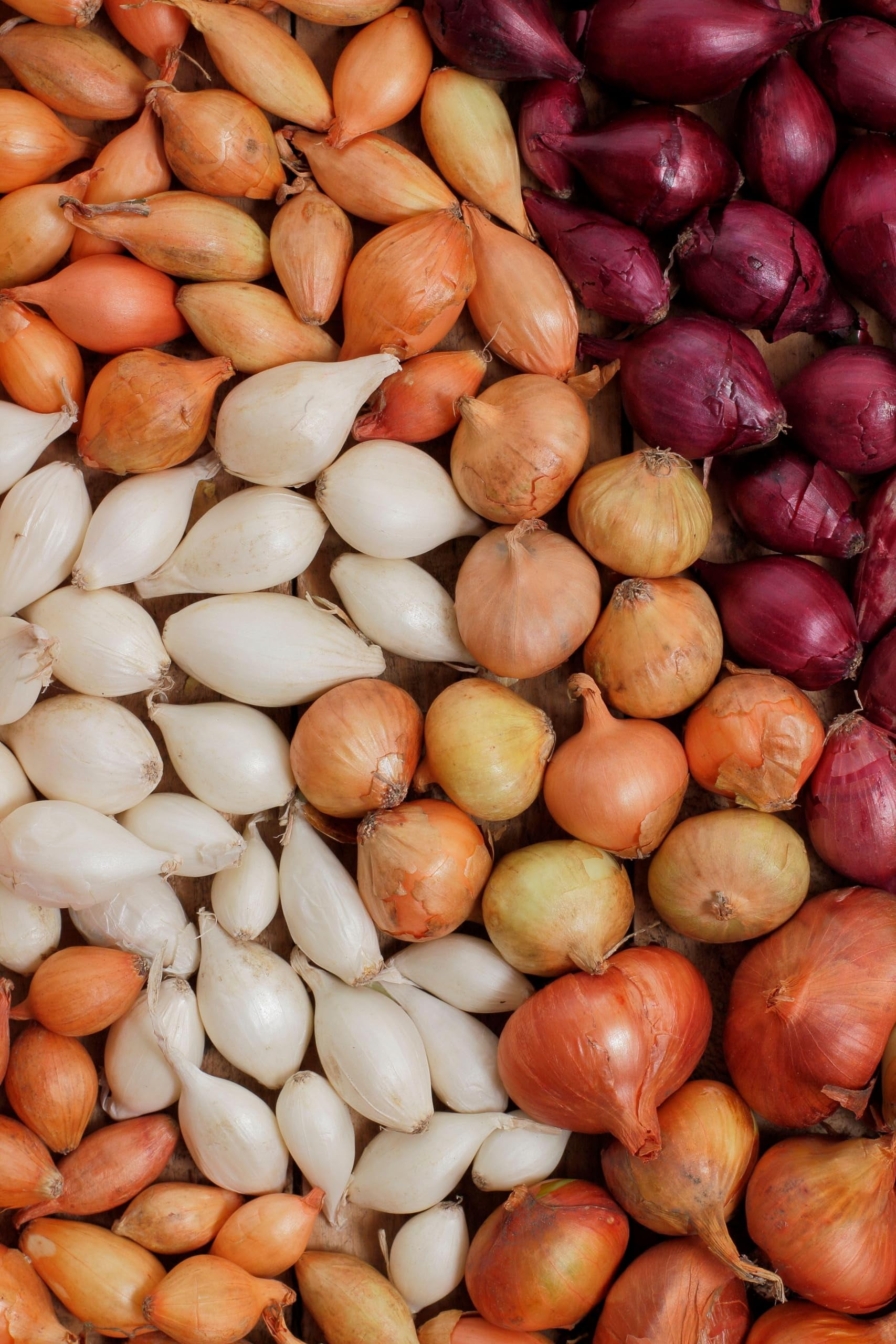 Onion Sets for Planting - White, Yellow and Red Onions - Easy to Grow (5 Pounds)
