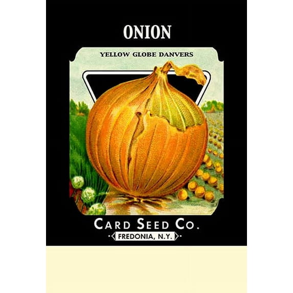 Onion - Yellow Globe Danvers Fine art canvas print (20" x 30")