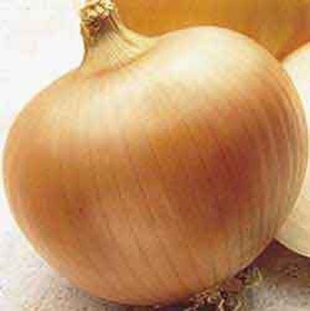 Onion Yellow Sweet Spanish Great Heirloom Vegetable 200 Seeds