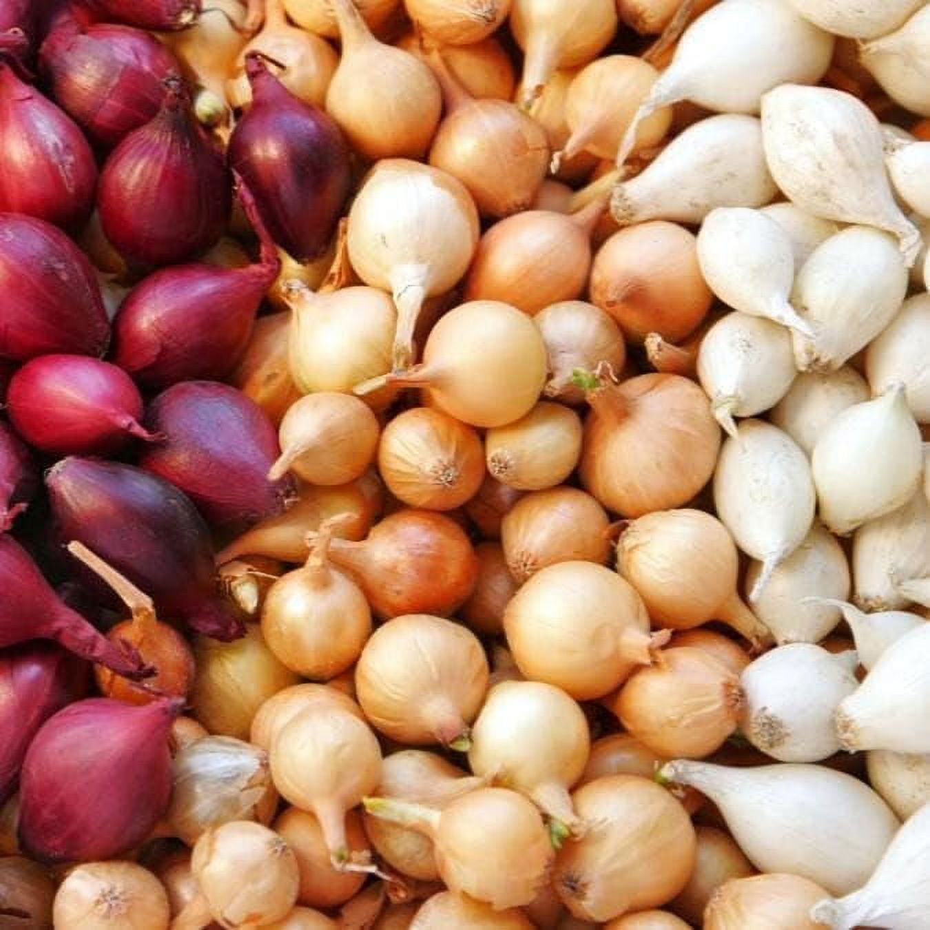Onion bulbs, Mix, Red, Yellow, White, Onion Sets, (approx. 40 Bulbs ...