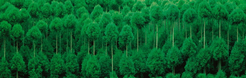Onogo Kitayama Cedar Trees Kyoto Japan Canvas Art - Panoramic Images (36 x 12)