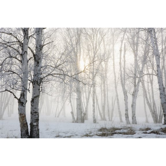 Ontario Canada Birch Trees In The Fog Canvas Art - Susan Dykstra Design Pics (19 x 12)