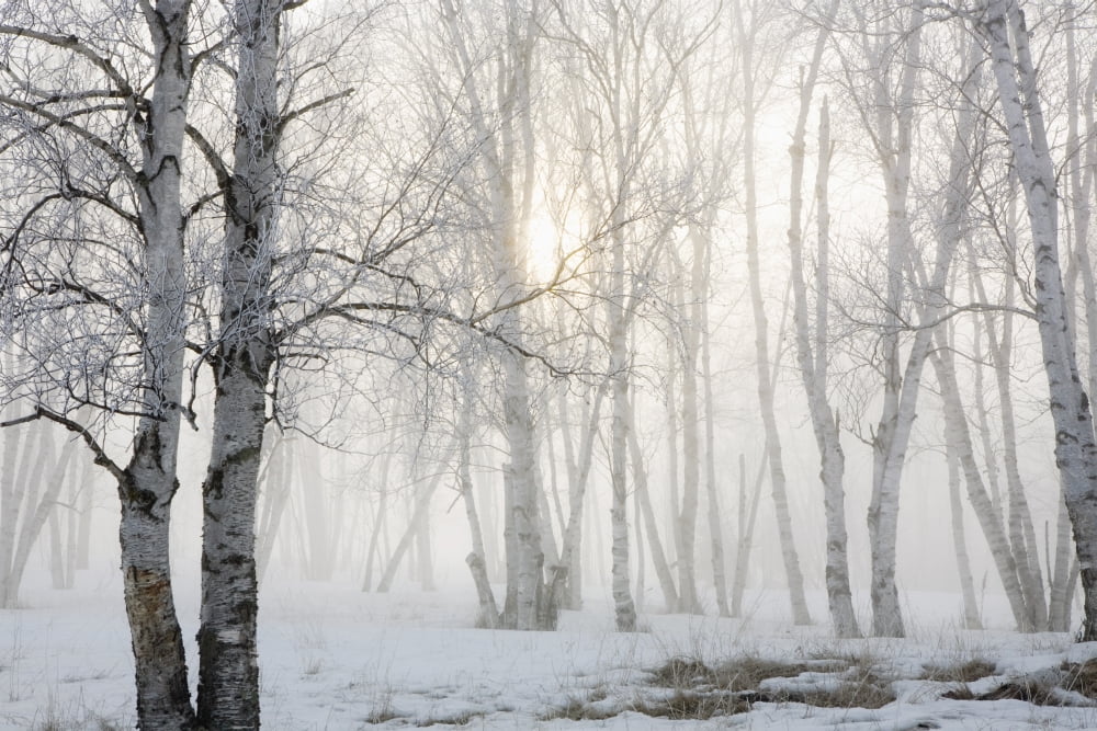 Ontario Canada Birch Trees In The Fog Canvas Art - Susan Dykstra  Design Pics (38 x 24)