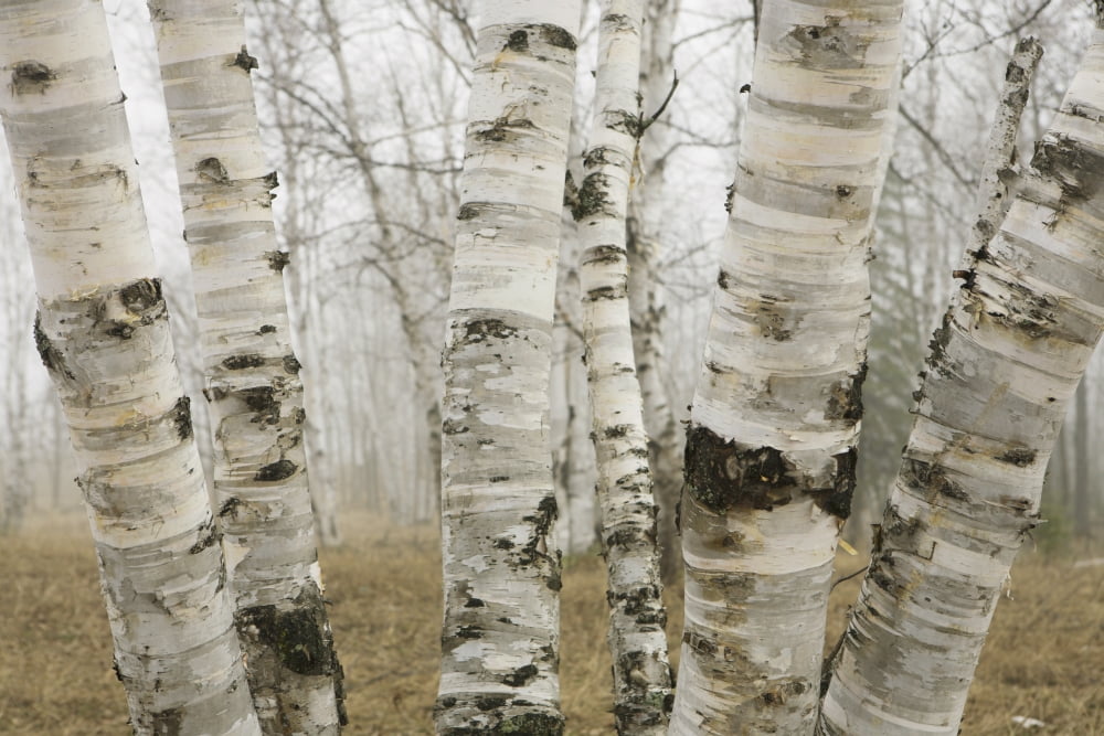 Ontario Canada Birch Trees In The Fog In Early Spring Canvas Art - Susan Dykstra Design Pics (19 x 12)