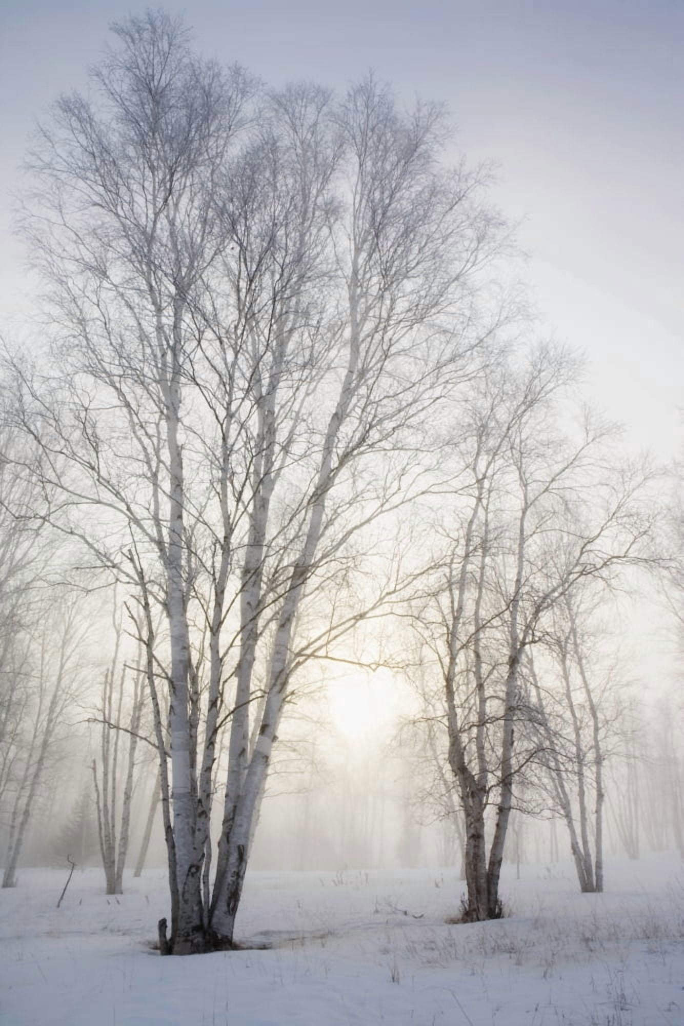 Ontario Canada Birch Trees In The Fog In Winter Canvas Art - Susan Dykstra Design Pics (12 x 19)