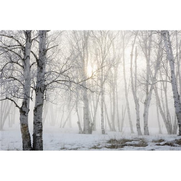 Ontario  Canada; Birch Trees In The Fog Poster Print