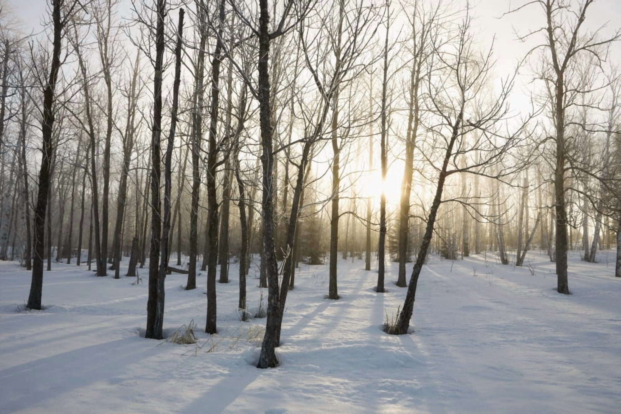 Ontario Canada The Sunlight Shining Through The Trees In A Forest In Winter Canvas Art - Susan Dykstra Design Pics (38 x 24)