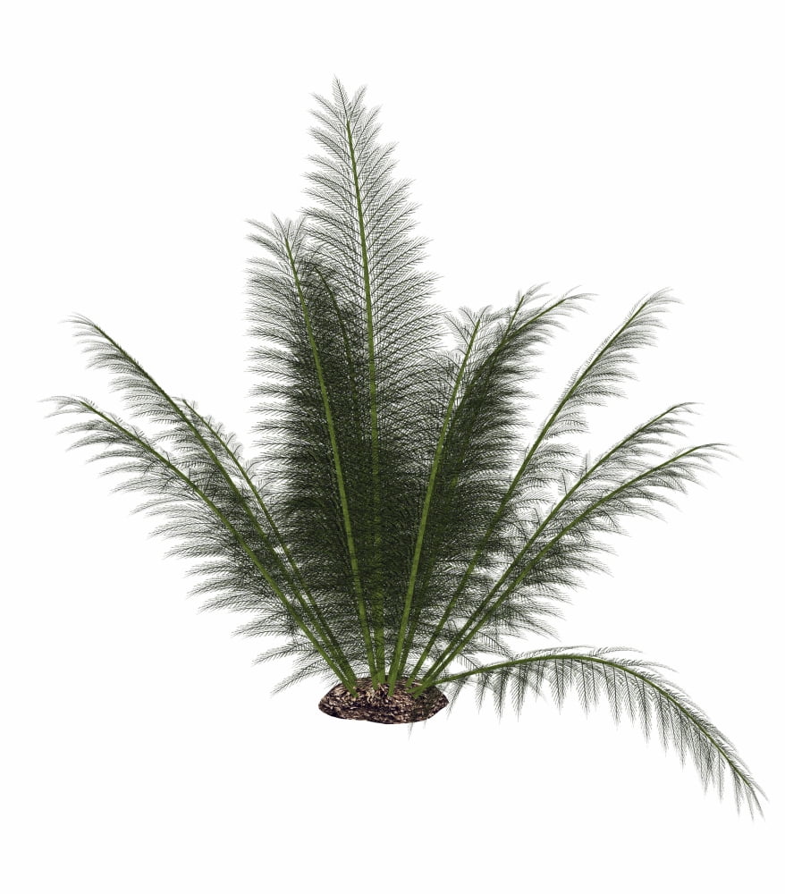 Onychiopsis prehistoric fern Canvas Art - Elena DuvernayStocktrek Images (14 x 15)
