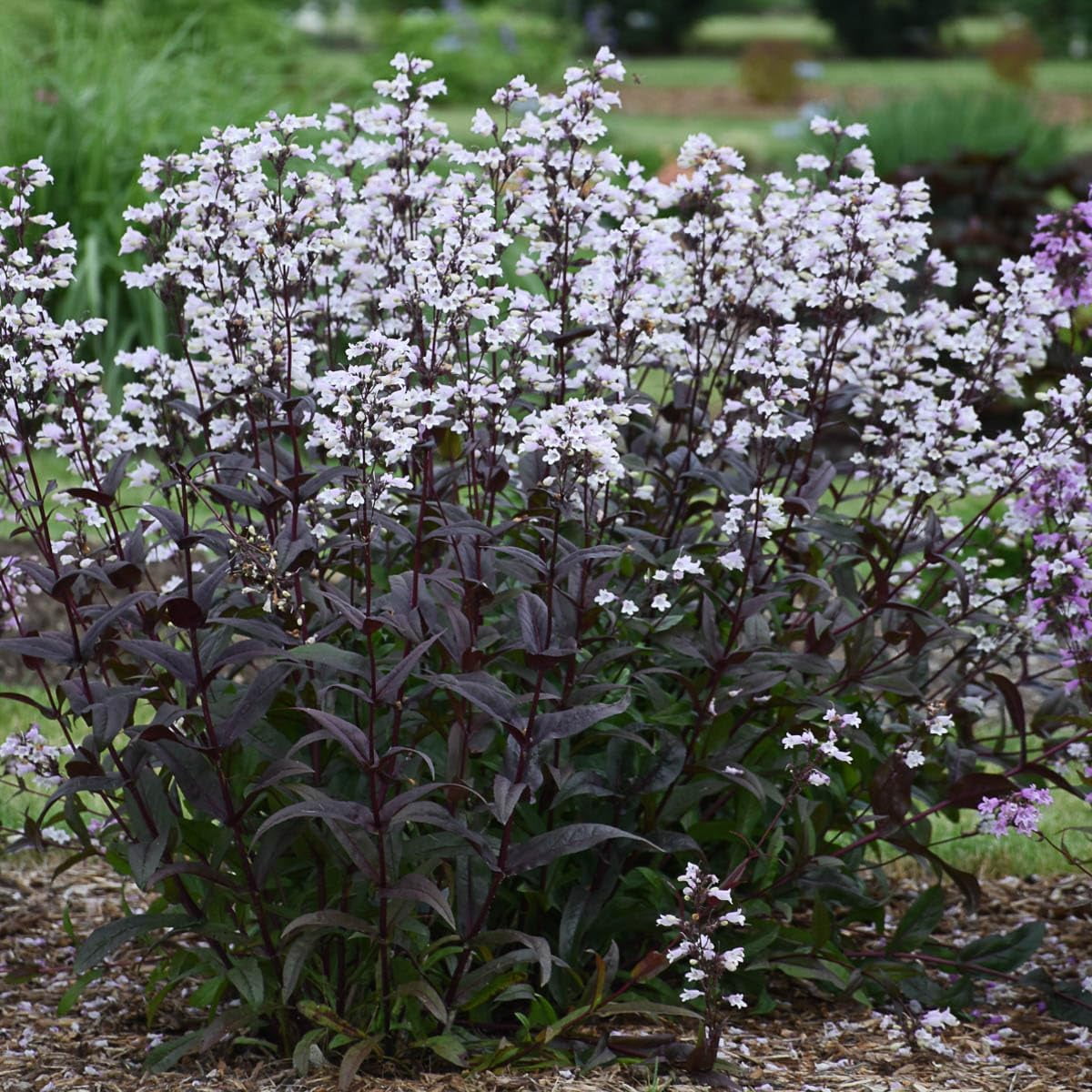 Direct Gardening Penstemon Onyx and Pearls White Beardtongue, Perennial Flowers Plant Starter