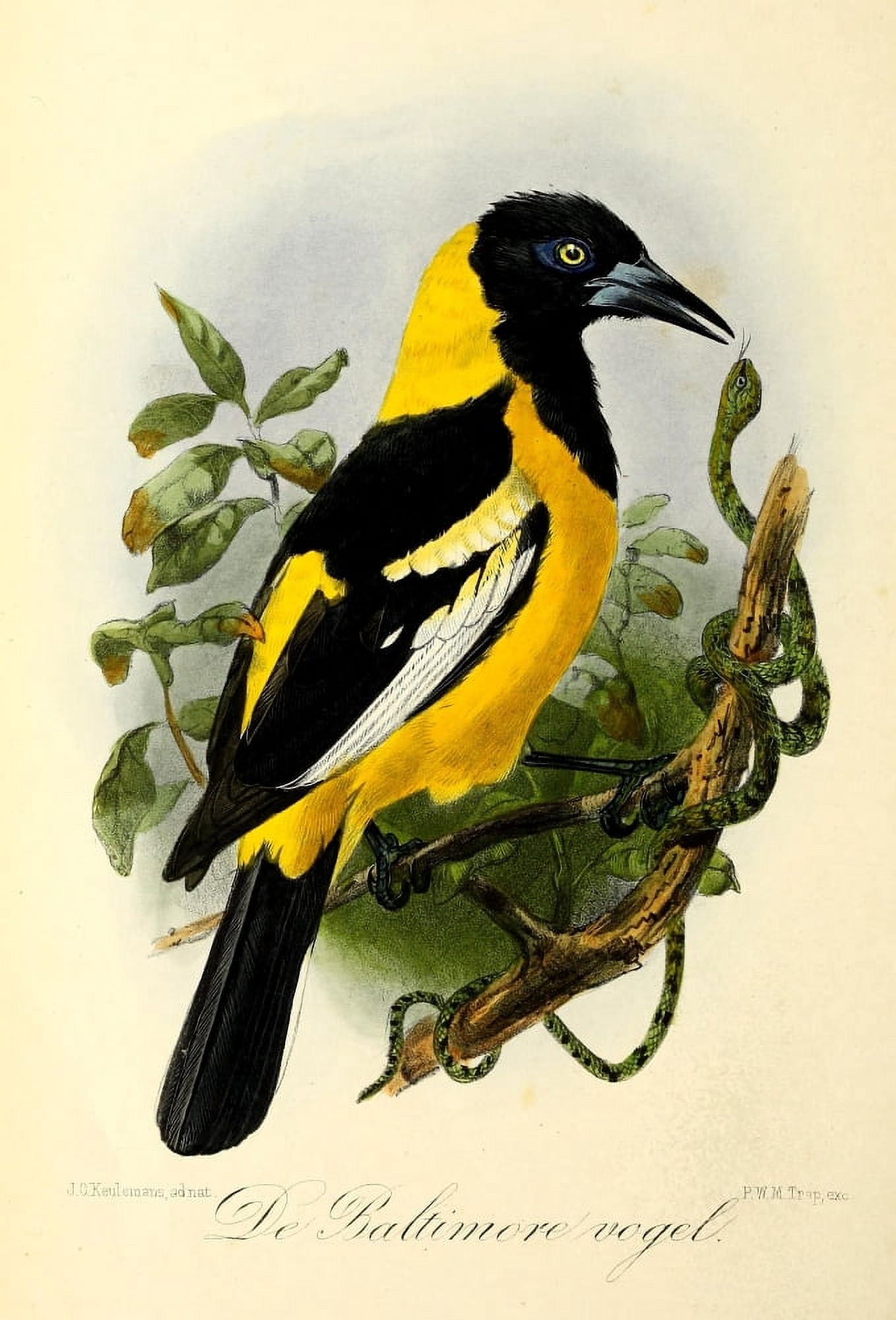 Onze Vogel 1869 Baltimore Oriole Canvas Art - JG Keulemans (18 x 24)