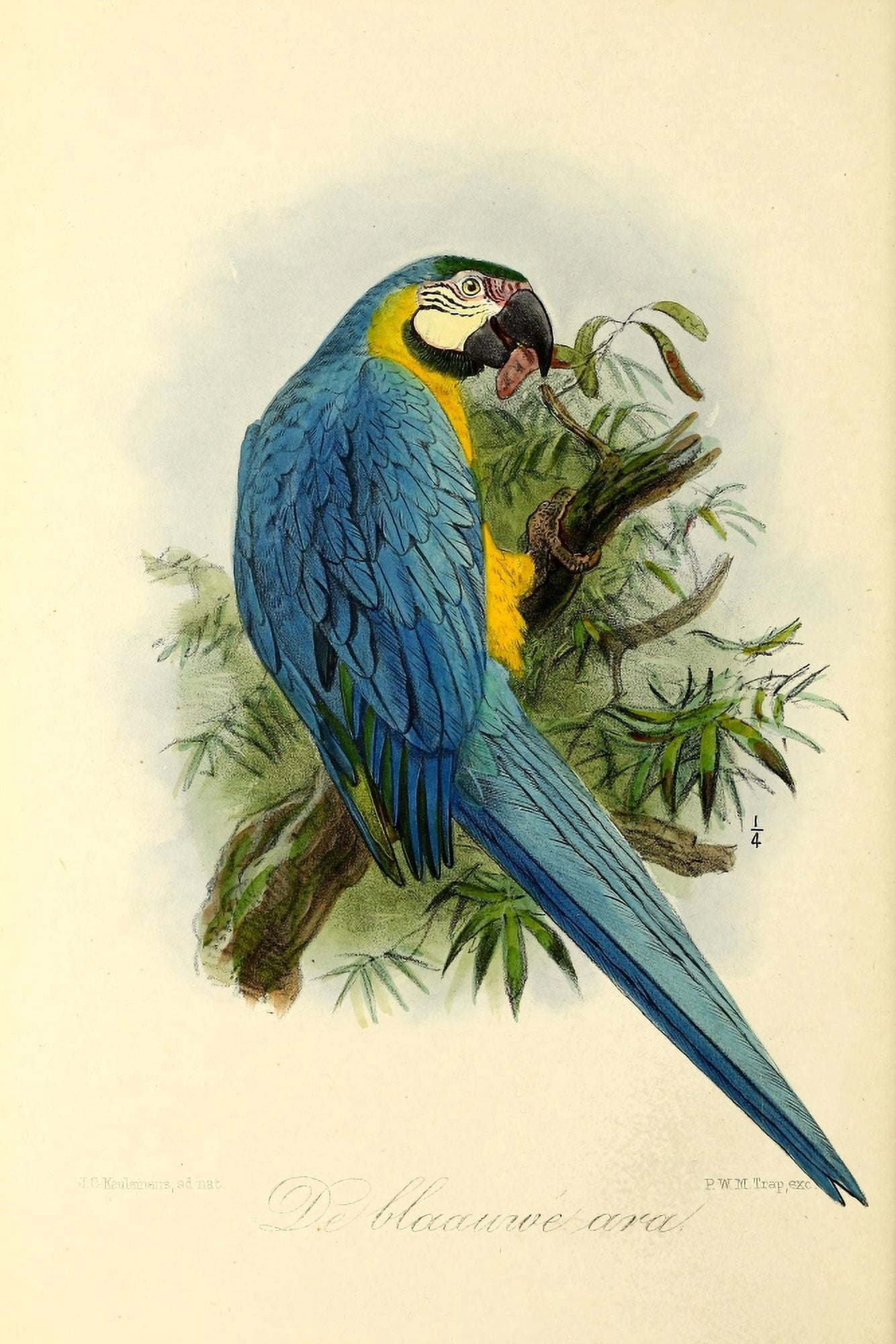 Onze Vogel 1869 Blue Parrot Canvas Art - JG Keulemans (24 x 36)