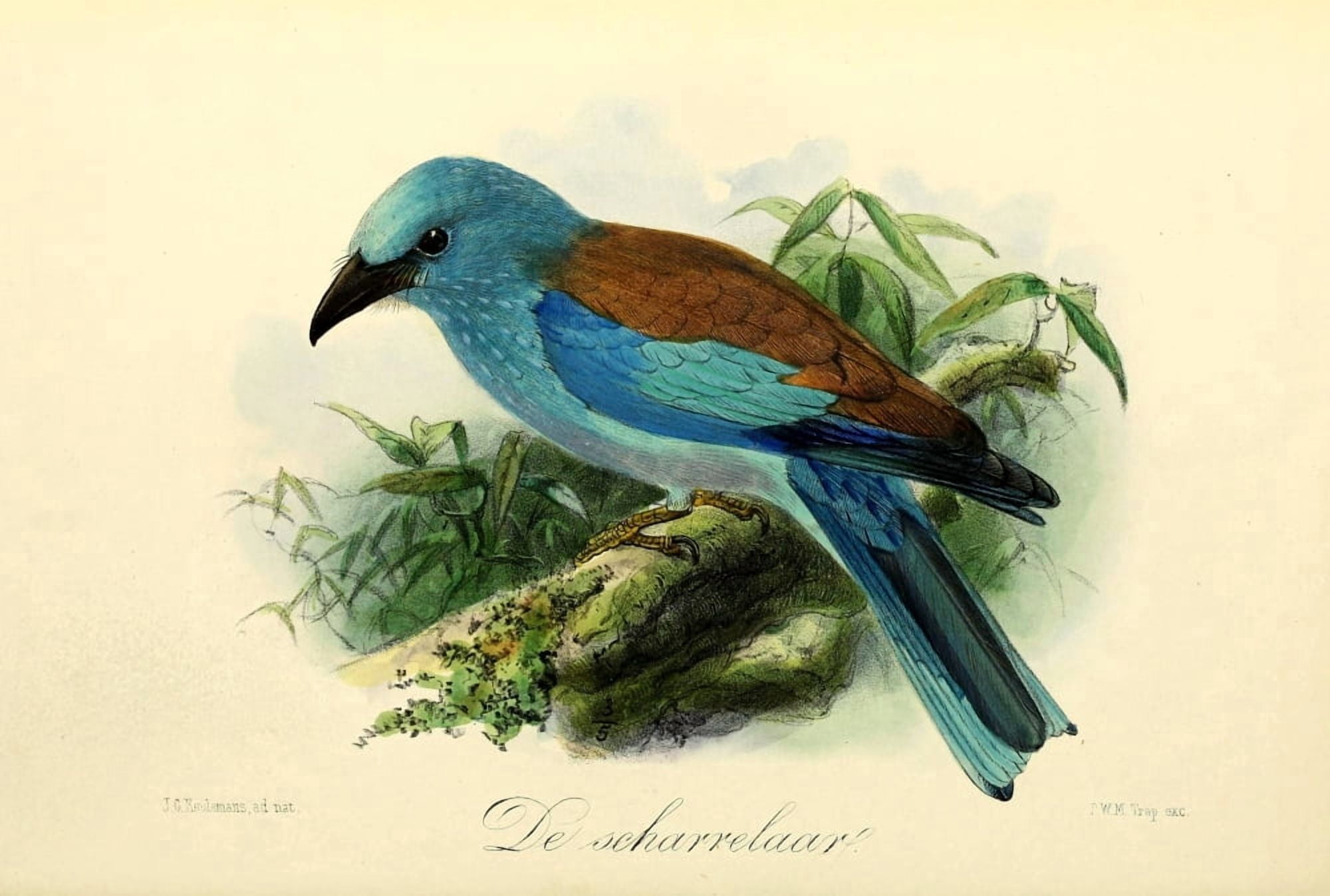 Onze Vogel 1869 European Roller Canvas Art - JG Keulemans (18 x 24)
