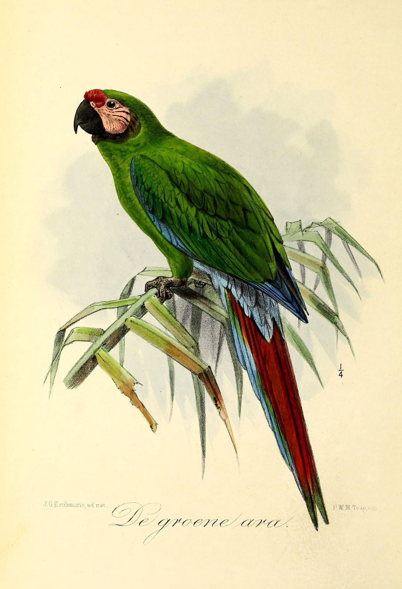Onze Vogel 1869 Green Parrot Canvas Art - JG Keulemans (24 x 36)