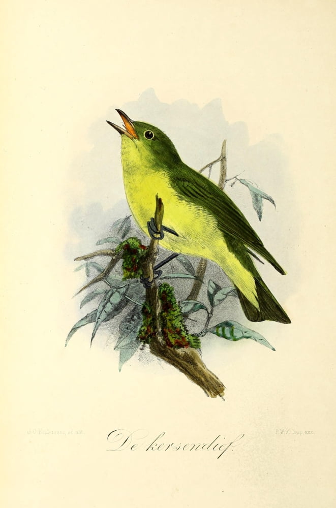 Onze Vogel 1869 Kersendief Canvas Art - JG Keulemans (18 x 24)