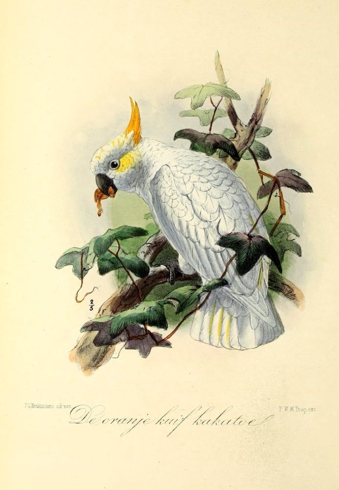 Onze Vogel 1869 Orange Cockatoo Canvas Art - JG Keulemans (24 x 36)