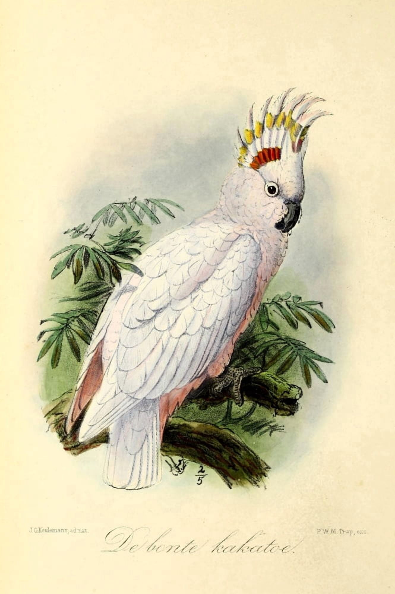 Onze Vogel 1869 Pied Cockatoo Canvas Art - JG Keulemans (18 x 24)