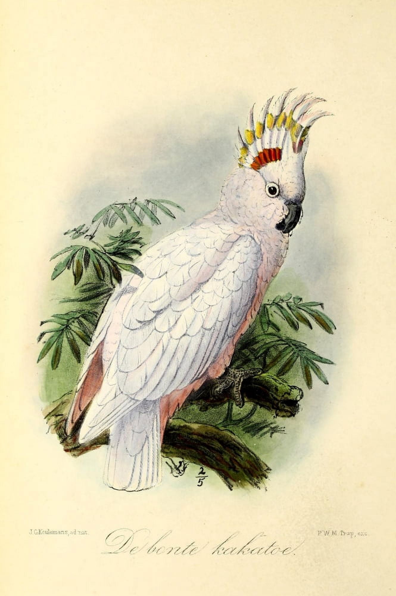 Onze Vogel 1869 Pied Cockatoo Canvas Art - JG Keulemans (24 x 36)