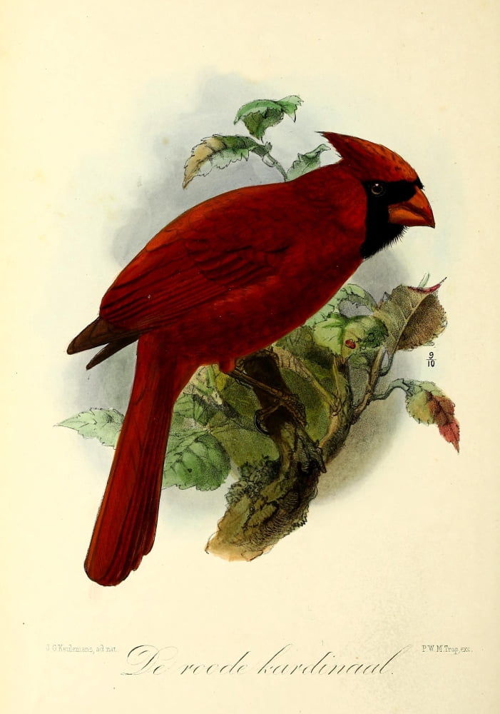 Onze Vogel 1869 Red Cardinal Canvas Art - JG Keulemans (24 x 36)