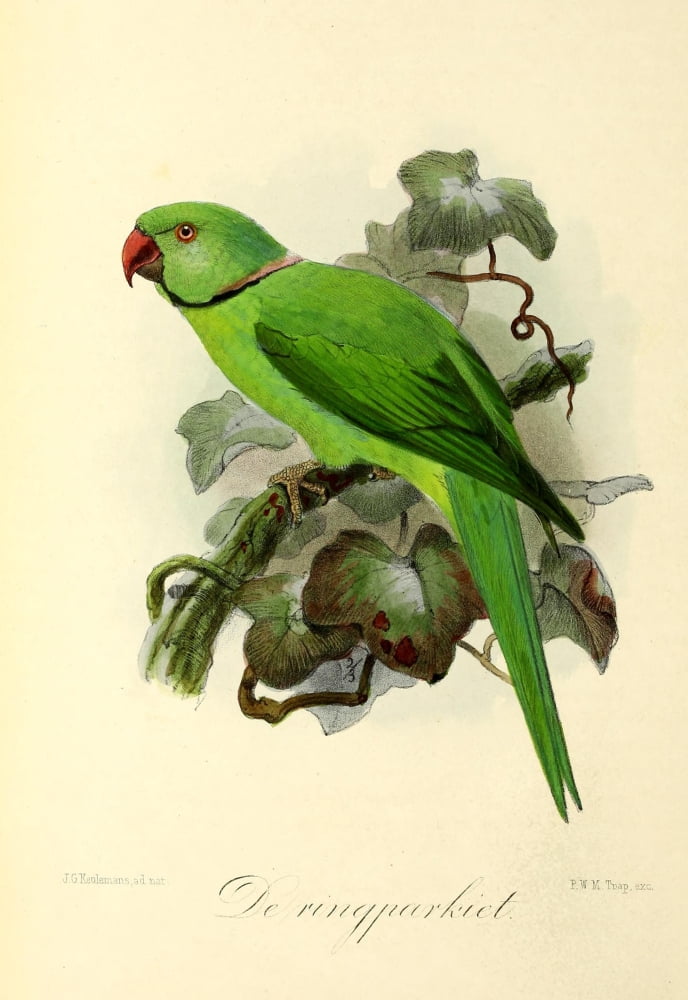Onze Vogel 1869 Ring Parrakeet Canvas Art - JG Keulemans (18 x 24)