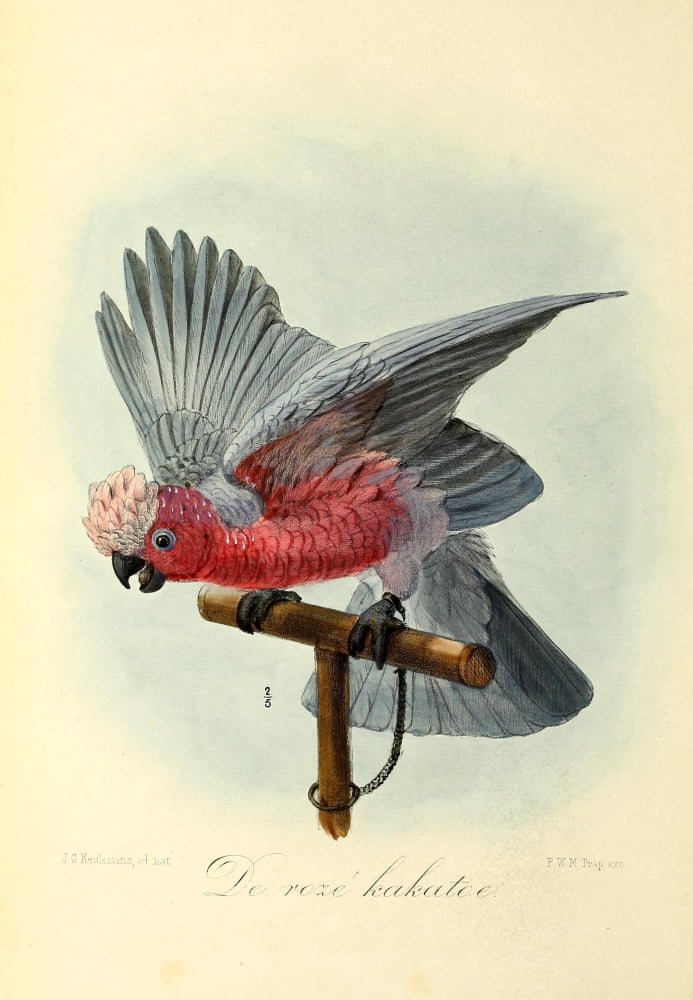 Onze Vogel 1869 Rose Cockatoo Canvas Art - JG Keulemans (18 x 24)