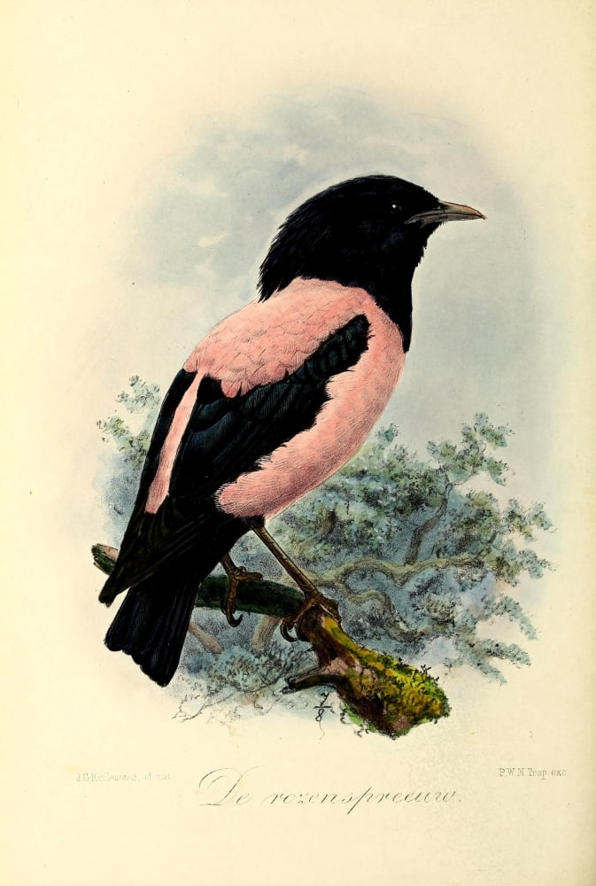 Onze Vogel 1869 Rosy Starling Canvas Art - JG Keulemans (18 x 24)