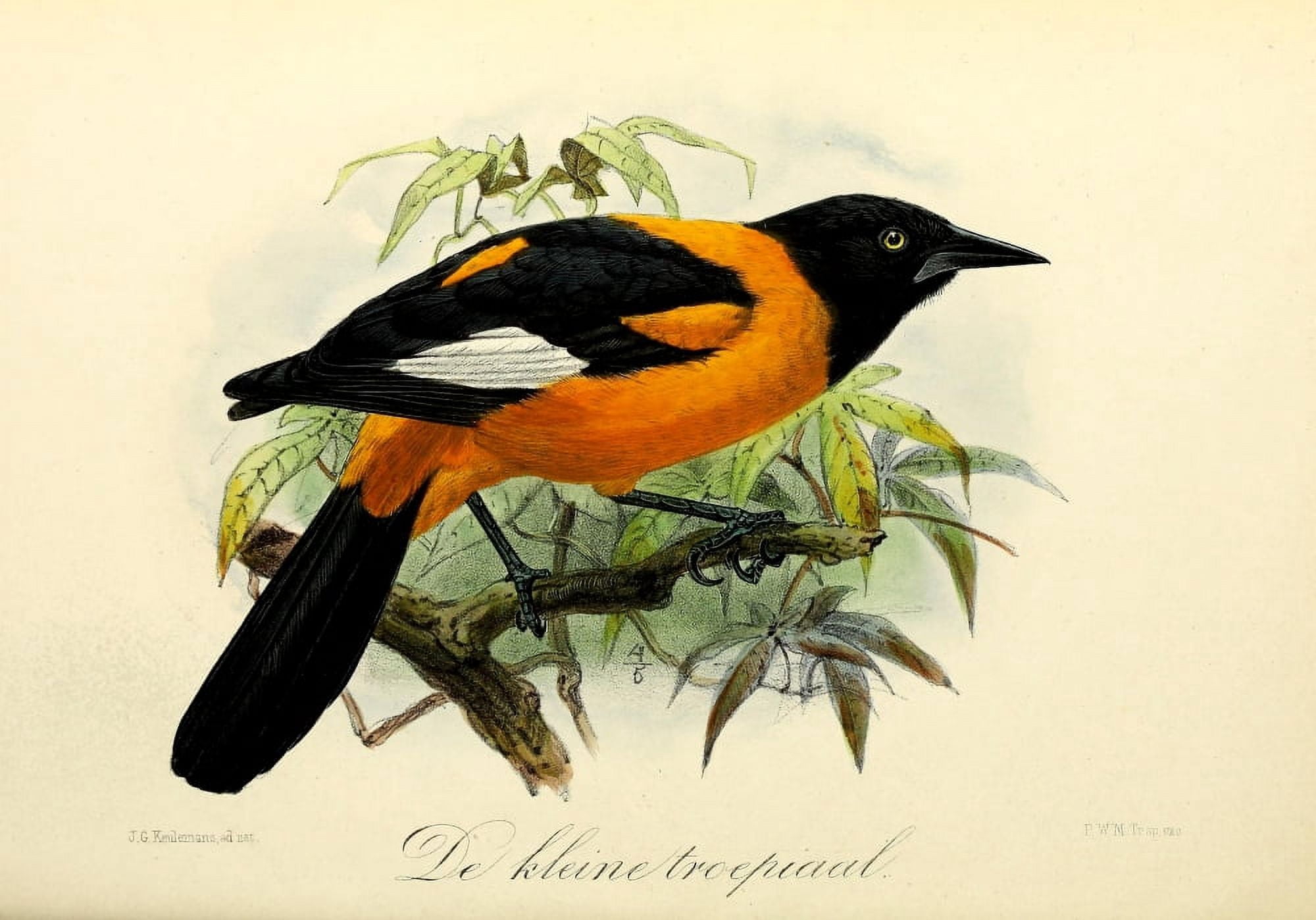 Onze Vogel 1869 Small Oriole Canvas Art - JG Keulemans (18 x 24)