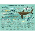 thumbnail image 1 of Oopsy Daisy - Canvas Wall Art Sharks Of The World 24x18 By Daviz, 1 of 1