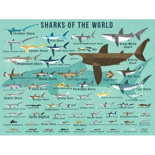 Oopsy Daisy - Canvas Wall Art Sharks Of The World 24x18 By Daviz