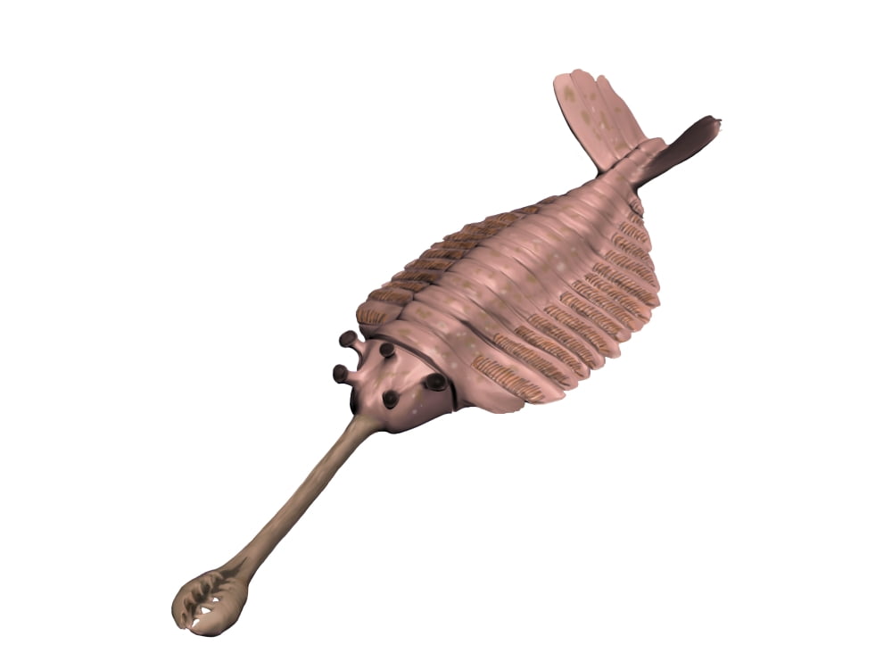 Opabinia regalis Cambrian of Canada Canvas Art - Nobumichi TamuraStocktrek Images (17 x 13)