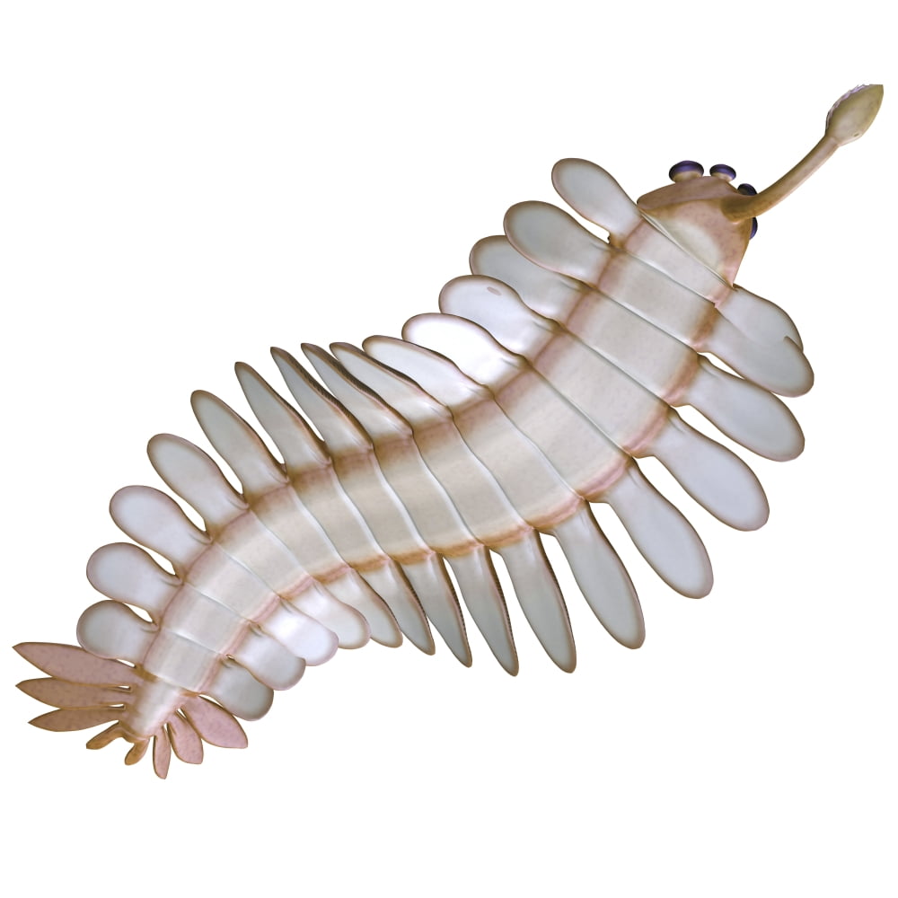Opabinia regalis from the Middle Cambrian seas Canvas Art - Corey FordStocktrek Images (29 x 29)