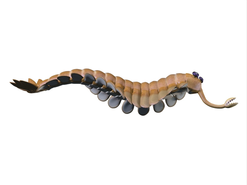 Opabinia regalis from the Middle Cambrian seas Canvas Art - Corey FordStocktrek Images (33 x 25)