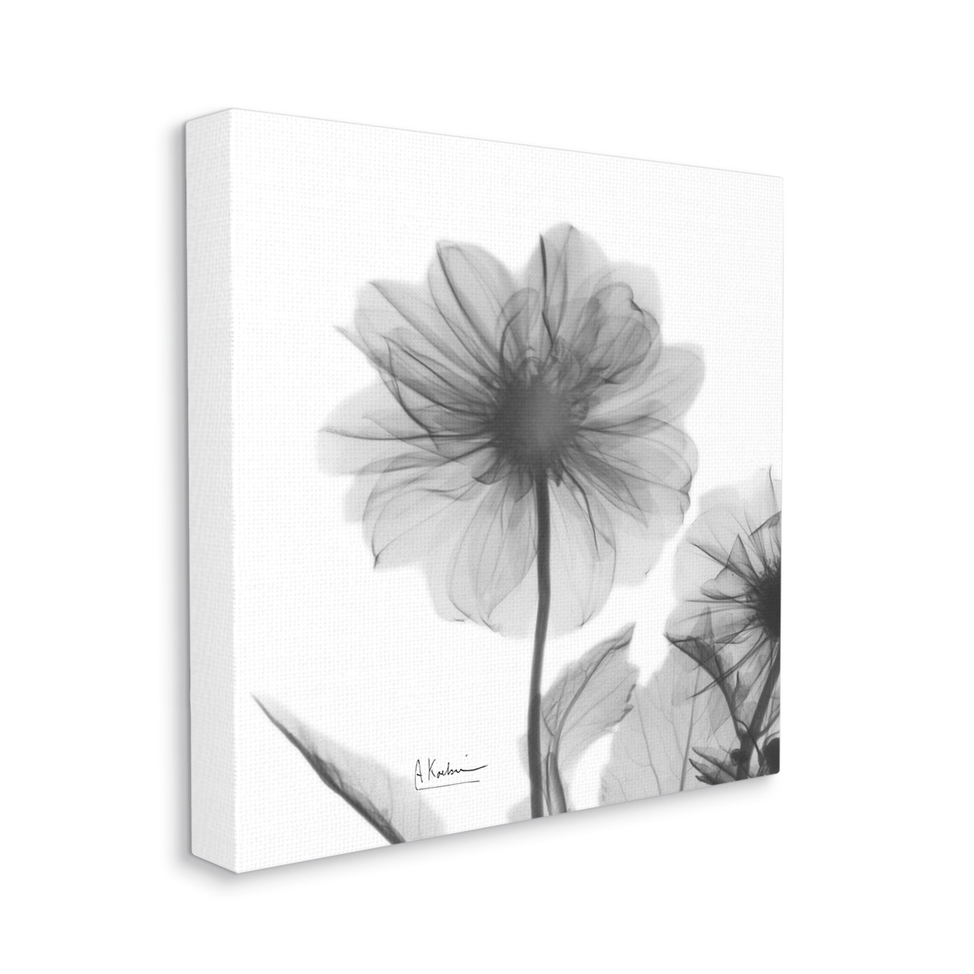 Opaque Dahlia Flower Minimal Black White Silhouette Botanical & Floral Gallery-Wrapped Canvas Print Wall Art, 17x17