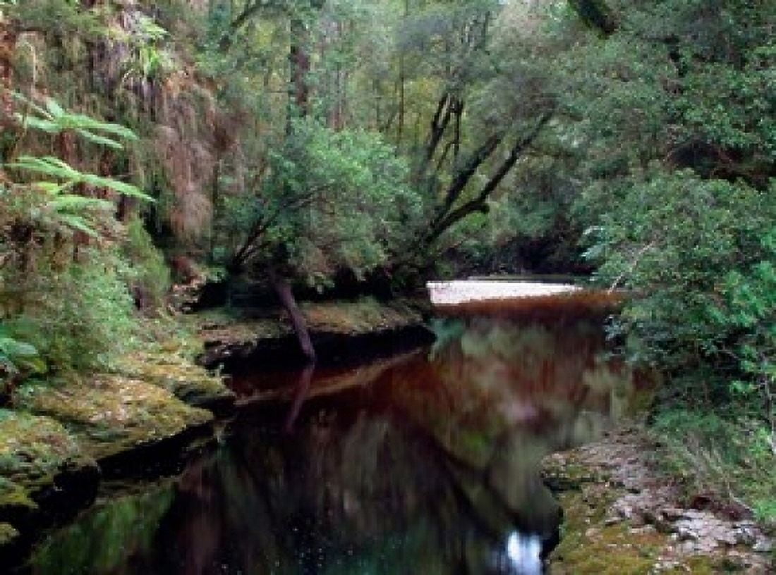 Oparara River Oparara Basin New Zealand Canvas Art - William Sutton DanitaDelimont (24 x 18)