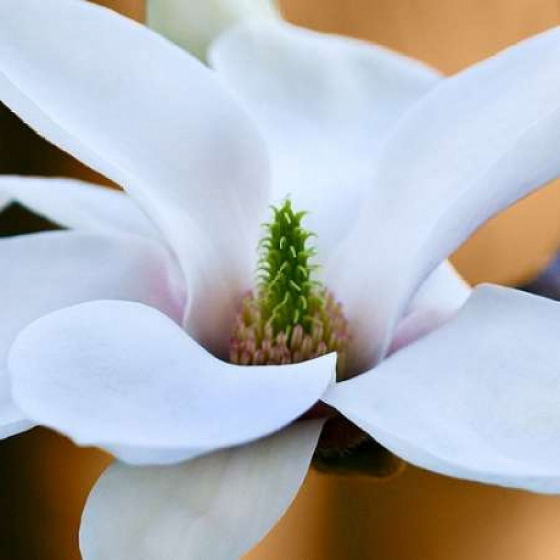 Open Magnolia Canvas Art - Amber Light Gallery (24 x 24)
