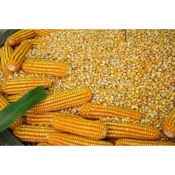 Open Pollinated Yellow Dent Corn Seeds for Planting (2 Pounds)