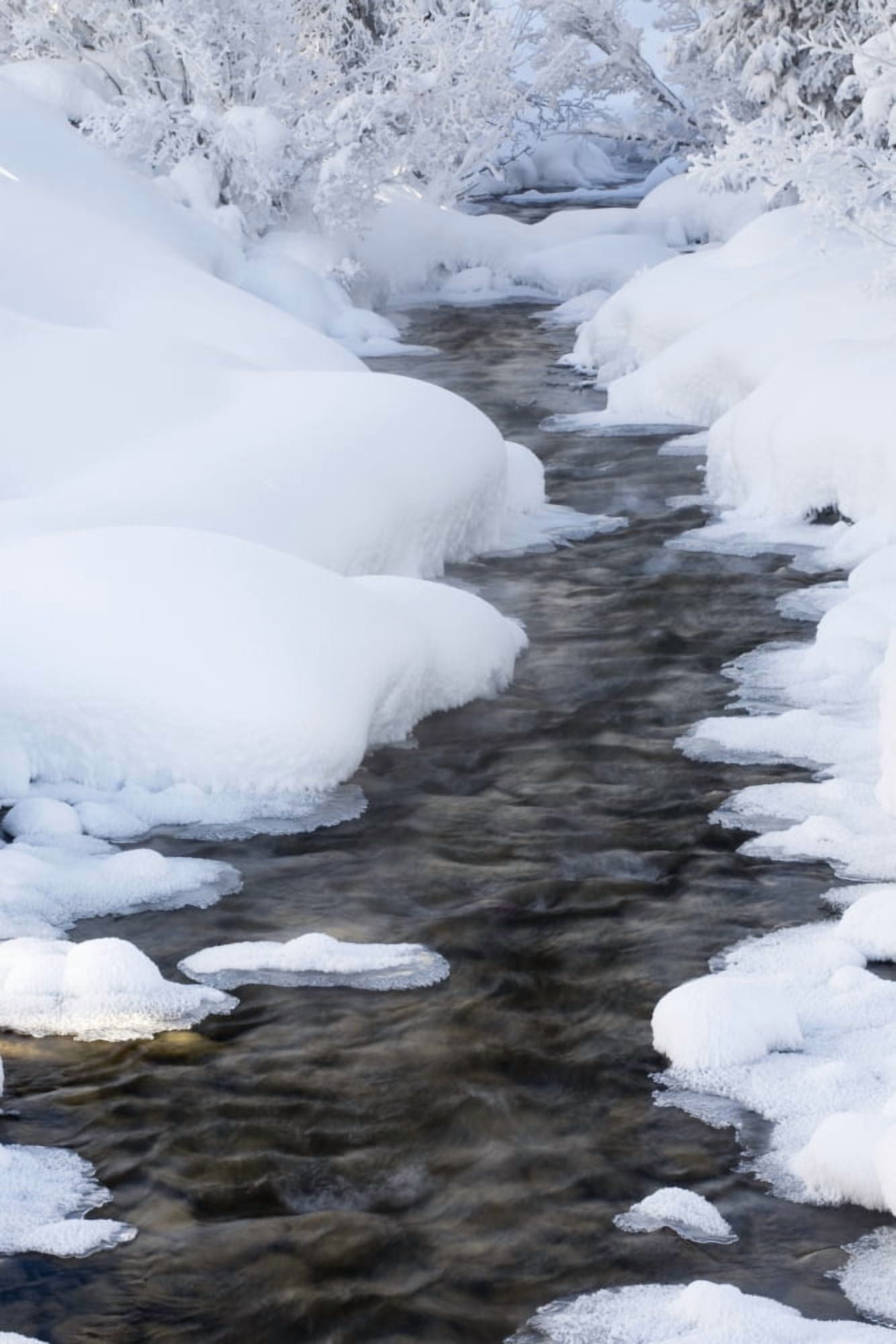 Open Running Creek With Snow Covered Banks And Frost On The Trees Lake Louise Alberta Canada Canvas Art - Michael Interisano Design Pics (24 x 38)