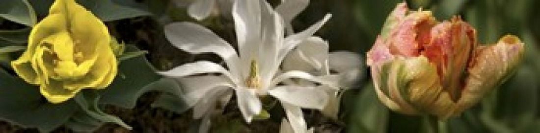 Open blossom flowers Canvas Art - Panoramic Images (20 x 5)