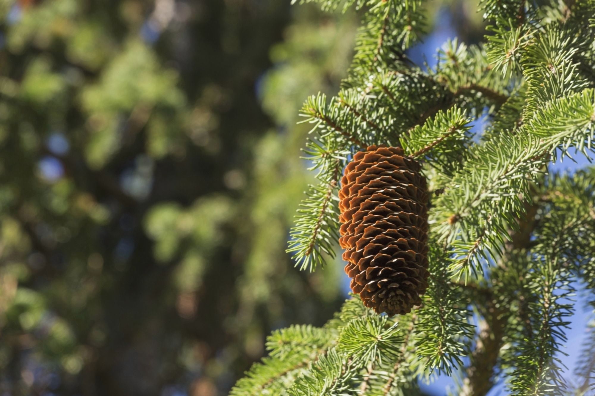 Open cone on spruce tree Edmonton Alberta Canada Canvas Art - Jean A H Jackson Design Pics (38 x 24)